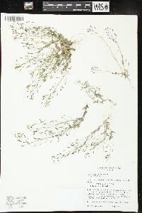 Image of Draba nemorosa
