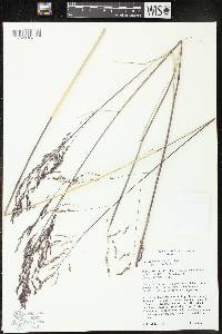 Image of Tridens flavus