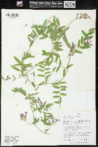 Image of Vicia americana