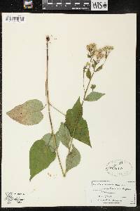 Image of Aster macrophyllus