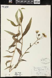Image of Helianthus
