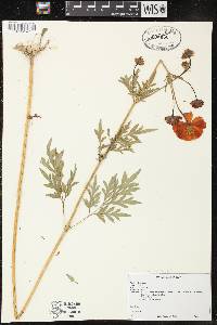 Image of Bidens