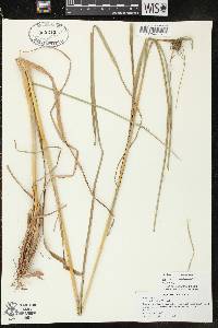 Image of Scirpus