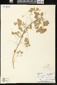 Image of Oxalis stricta