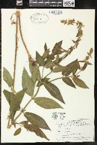 Image of Stachys arenicola