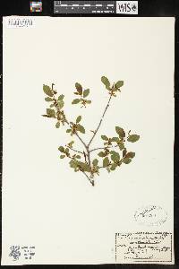 Image of Rhamnus lanceolata var. glabrata
