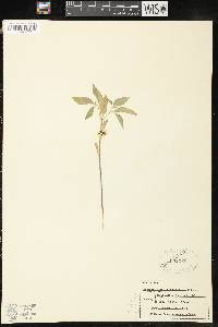 Image of Physalis grisea