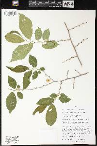 Image of Ulmus pumila x u. rubra