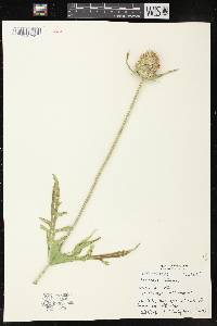 Image of Dipsacus
