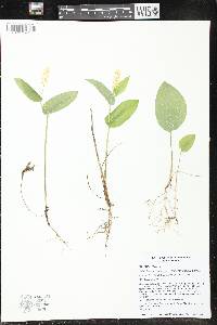 Image of Maianthemum canadense var. interius