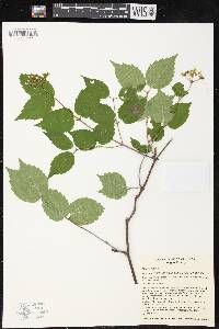 Image of Viburnum rafinesquianum var. rafinesquianum