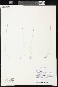Image of Festuca myuros