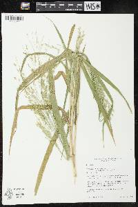 Image of Panicum miliaceum subsp. ruderale