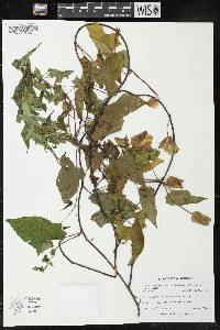 Image of Calystegia silvatica