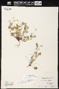 Image of Viola adunca f. adunca