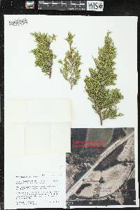 Image of Juniperus horizontalis x j. virginiana var. virginiana
