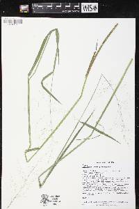 Image of Torreyochloa pallida