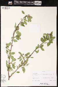 Image of Malus x robusta