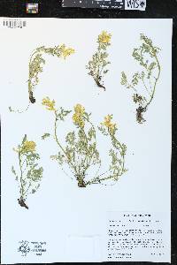 Image of Corydalis aurea
