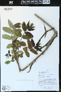 Image of Juglans ailantifolia