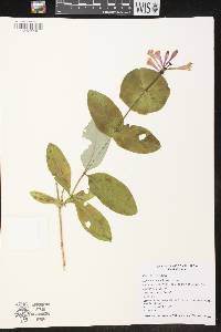 Image of Lonicera dioica var. dioica