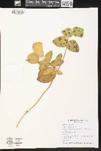 Image of Lonicera sempervirens