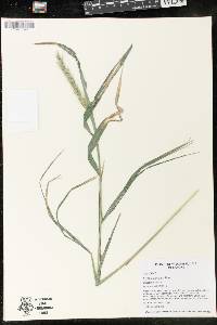 Image of Elymus curvatus
