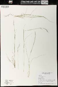 Image of Aristida longespica