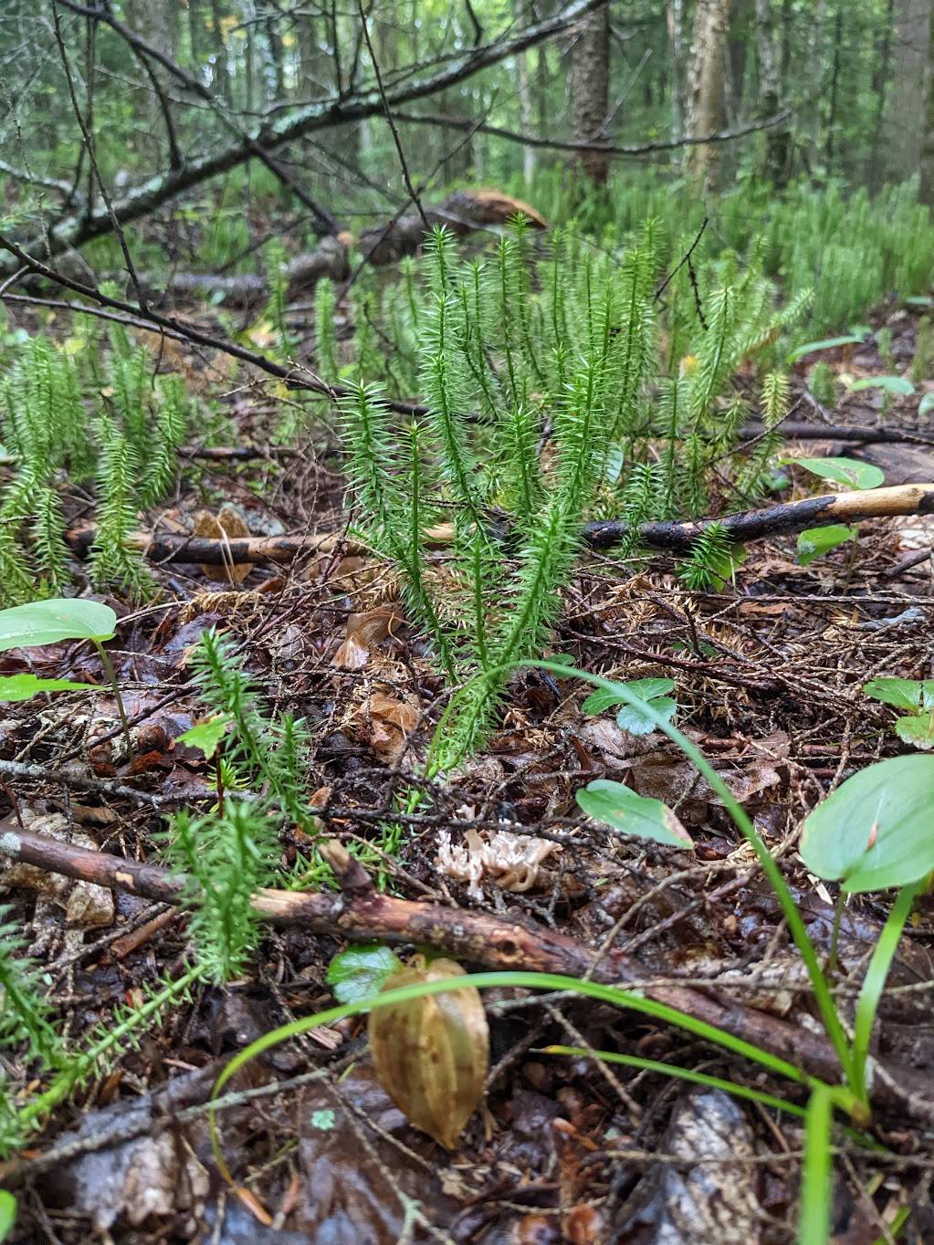 Spinulum annotinum image