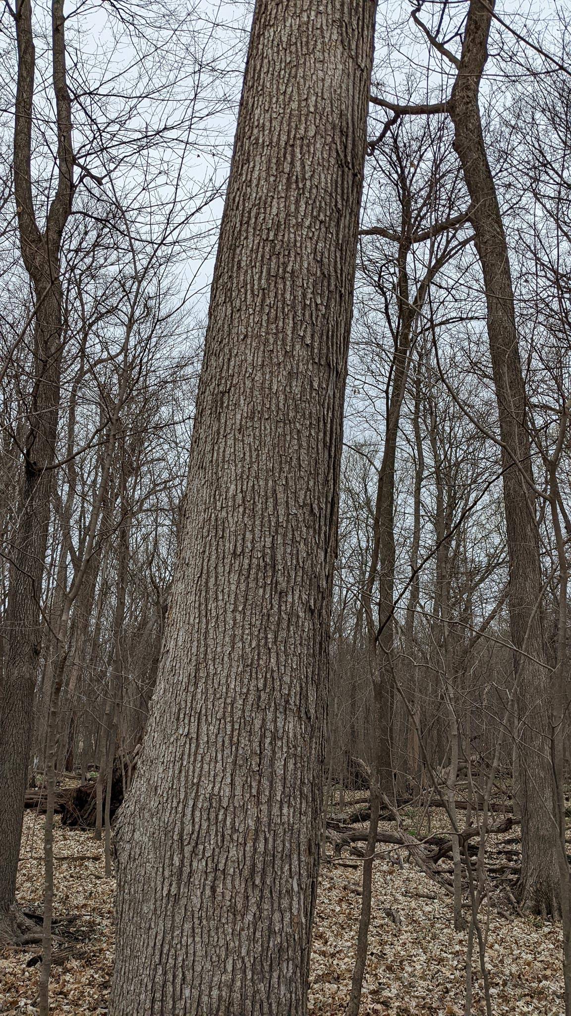 Ulmus rubra image